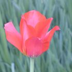 Tulpe rot