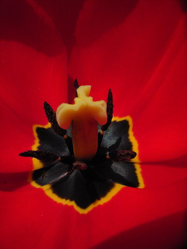 Tulpe rot