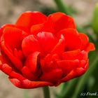 Tulpe - rot