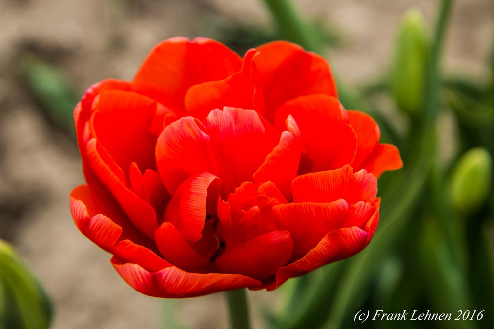 Tulpe - rot