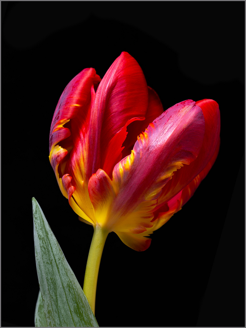 Tulpe rot-gelb