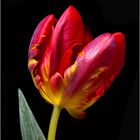 Tulpe rot-gelb