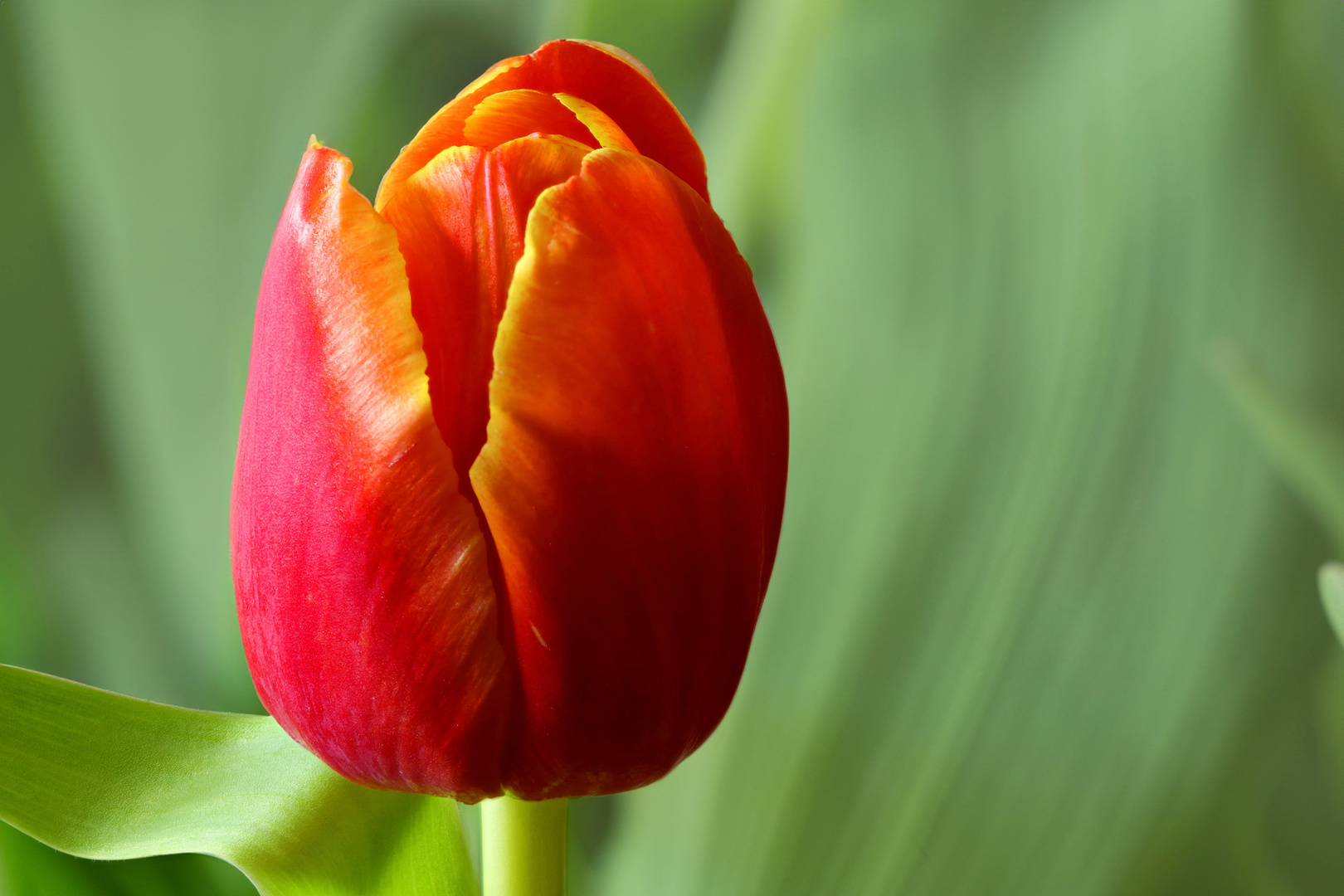 Tulpe rot-gelb!