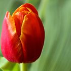 Tulpe rot-gelb!