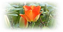 Tulpe;  rot-gelb (tulip; red yellow)