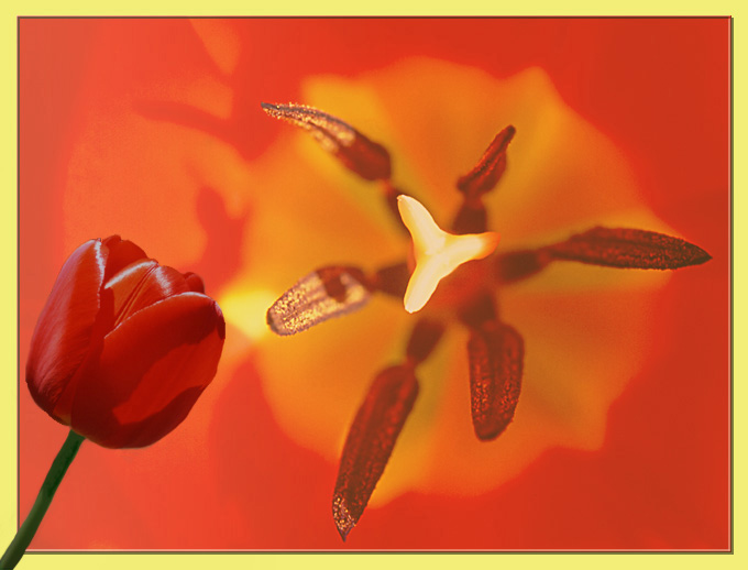 Tulpe, rot (innen und außen)