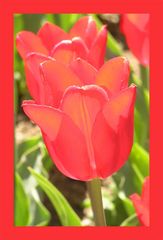 tulpe rot rahmen rot