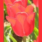 tulpe rot rahmen rot