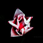 Tulpe-Rot-Weiß