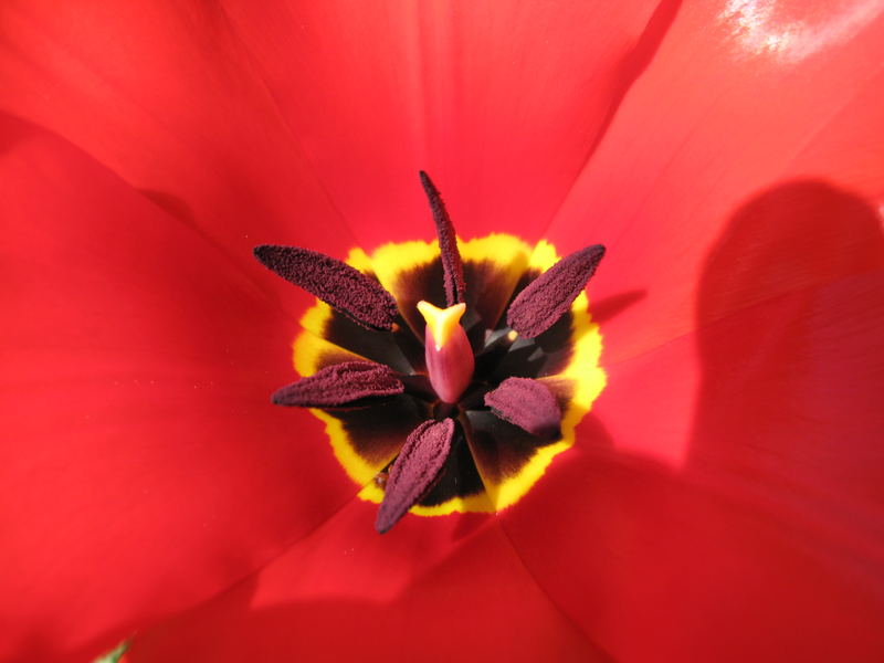 Tulpe - roter Frühling