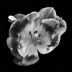 Tulpe schwarz weiß