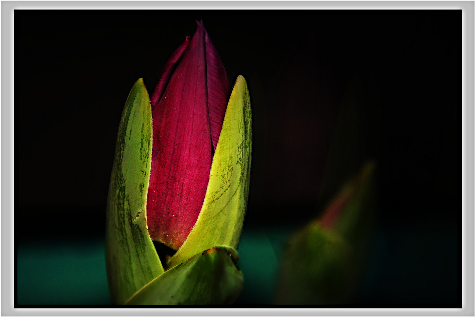 Tulpe - Seelentraum...