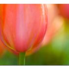 Tulpe - Soft