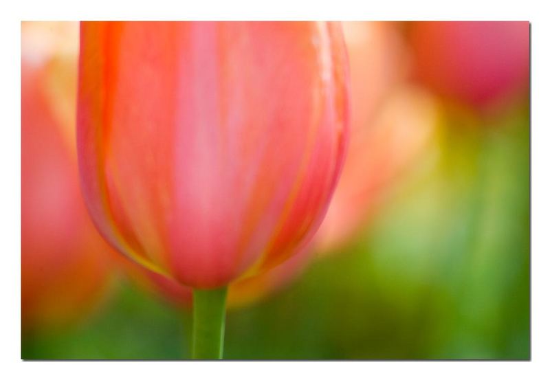 Tulpe - Soft