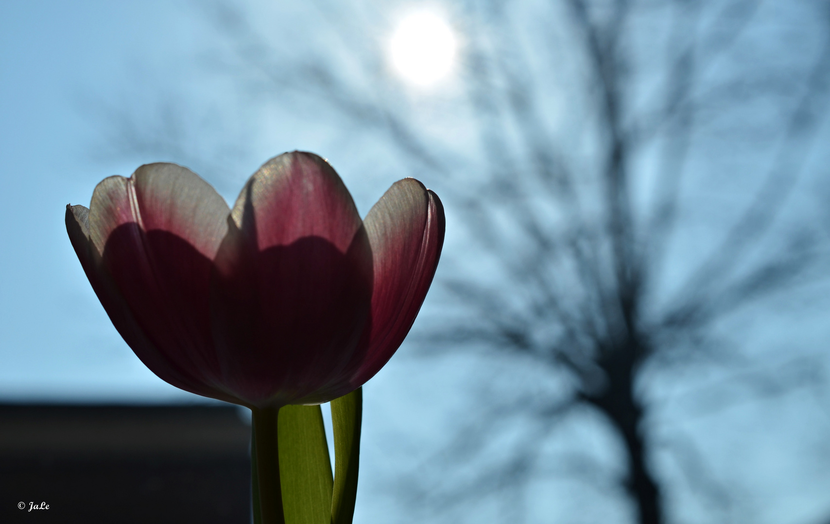 Tulpe, Sonne, Sonnenschein und ein Baum