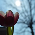 Tulpe, Sonne, Sonnenschein und ein Baum