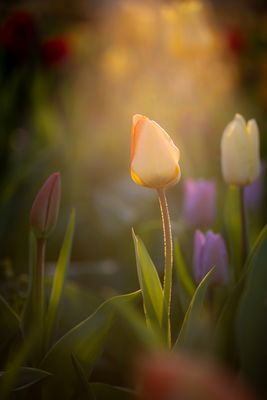 Tulpe Sonnenuntergang
