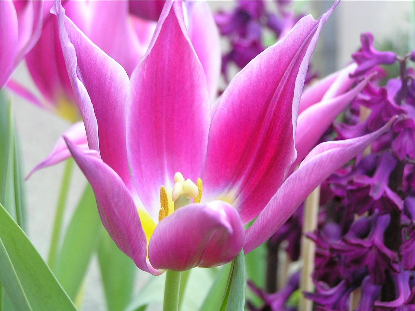 Tulpe, spitzblättrig