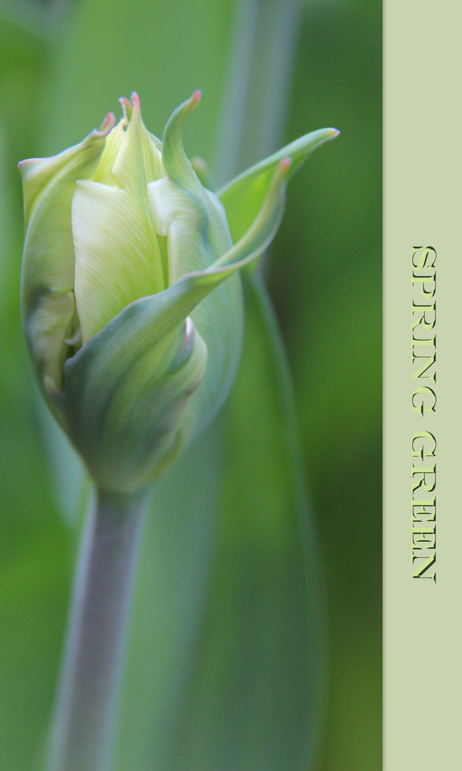 Tulpe " Spring Green "