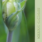 Tulpe " Spring Green "