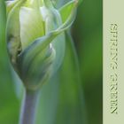 Tulpe " Spring Green "