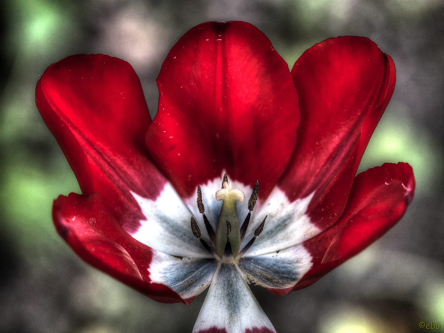 Tulpe - Stempel