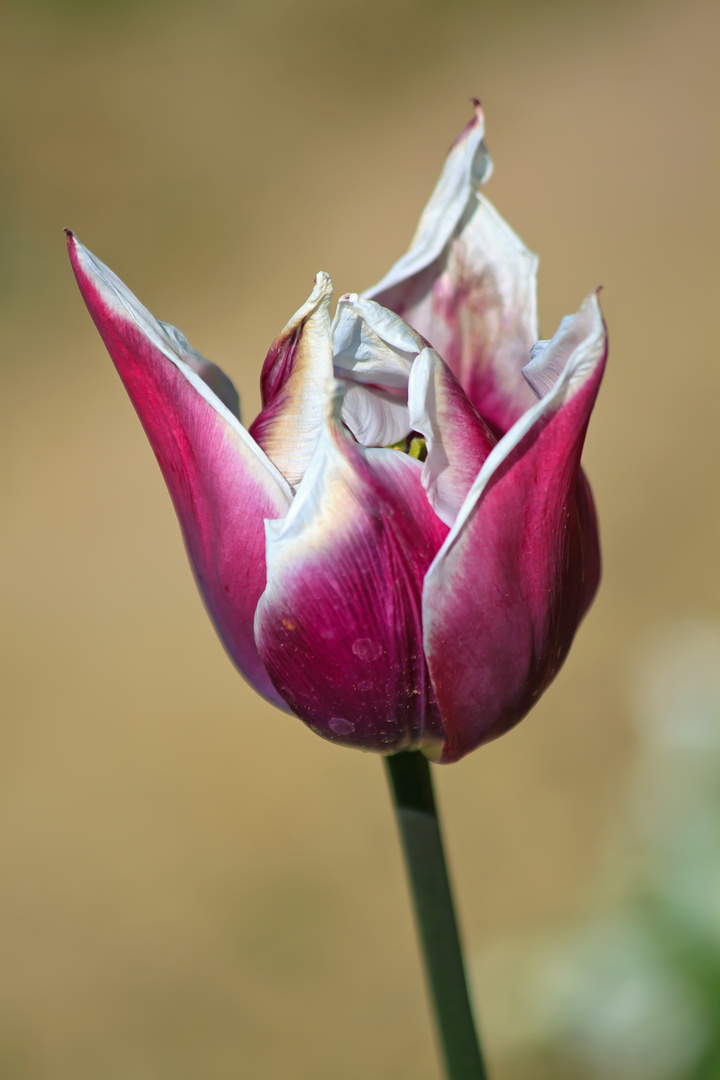 Tulpe Stillleben