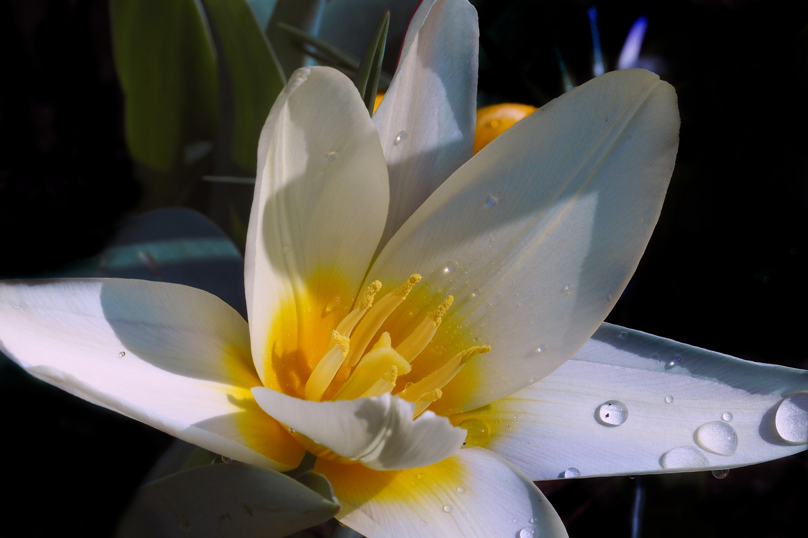 Tulpe strahelnd