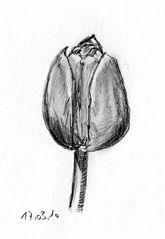 Tulpe (Studie)