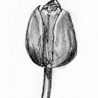 Tulpe (Studie)