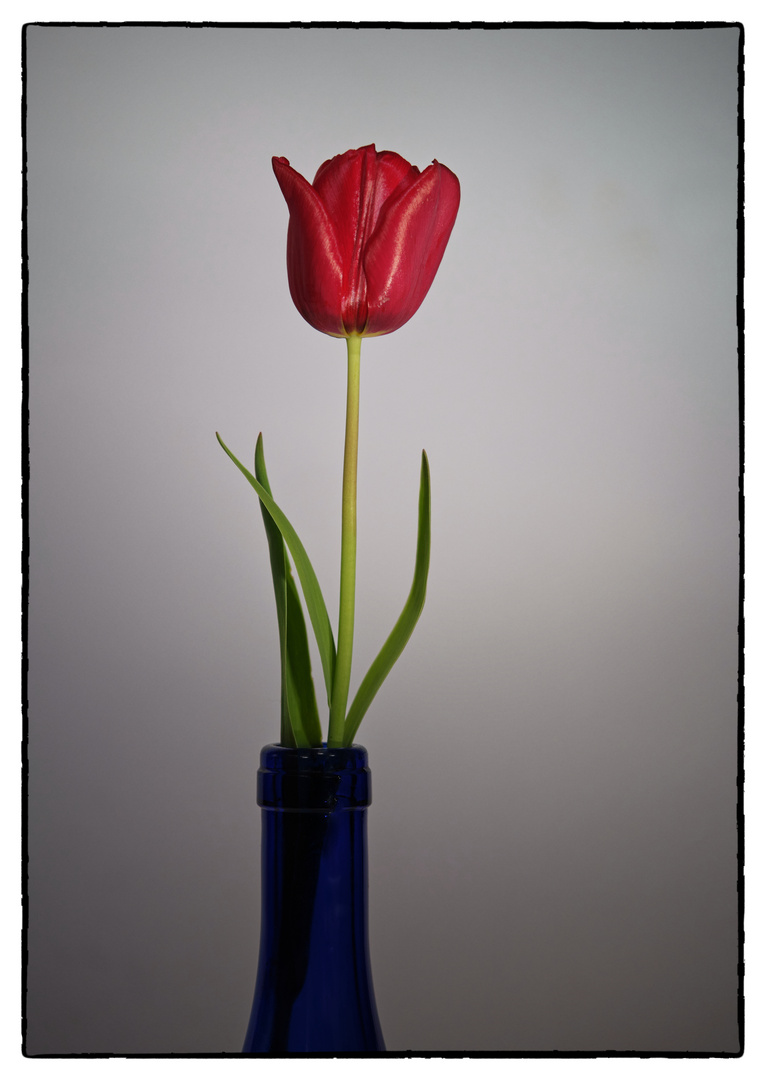 Tulpe (Studio Edition)