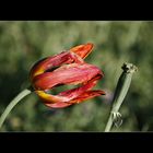 Tulpe, Tod und Teufel