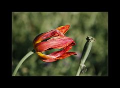 Tulpe, Tod und Teufel