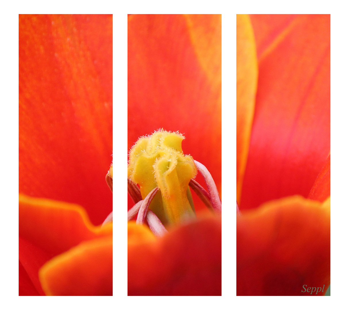 Tulpe Triptychon