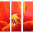 Tulpe Triptychon