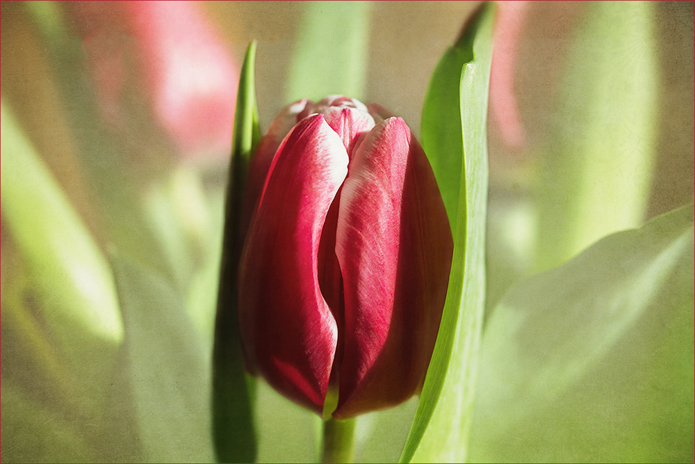 Tulpe - tülbend - dulband ....