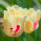Tulpe / Tulip