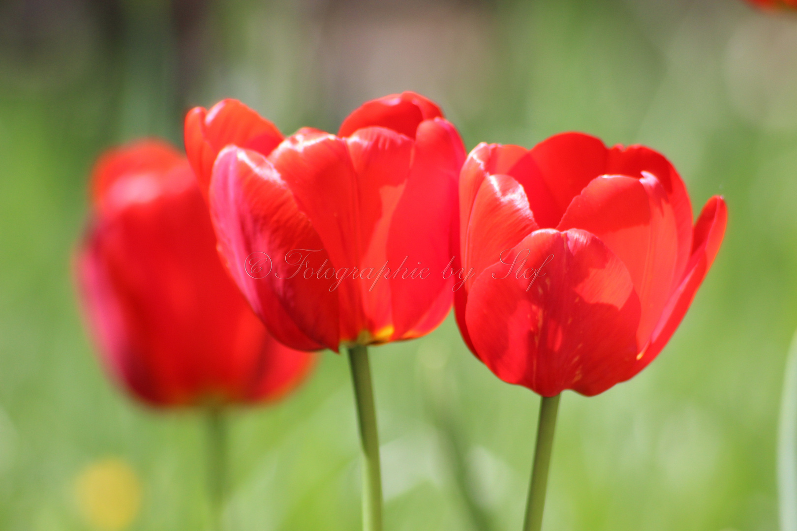 Tulpe Tulip