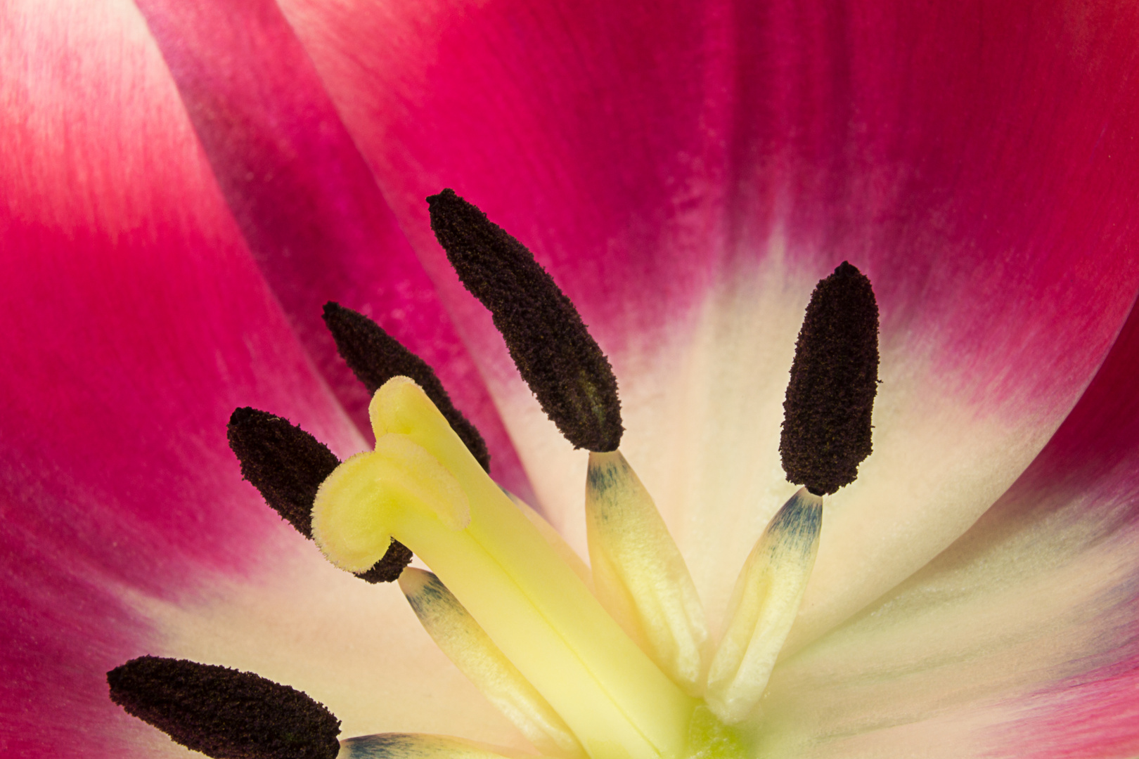 Tulpe - Tulip