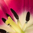 Tulpe - Tulip