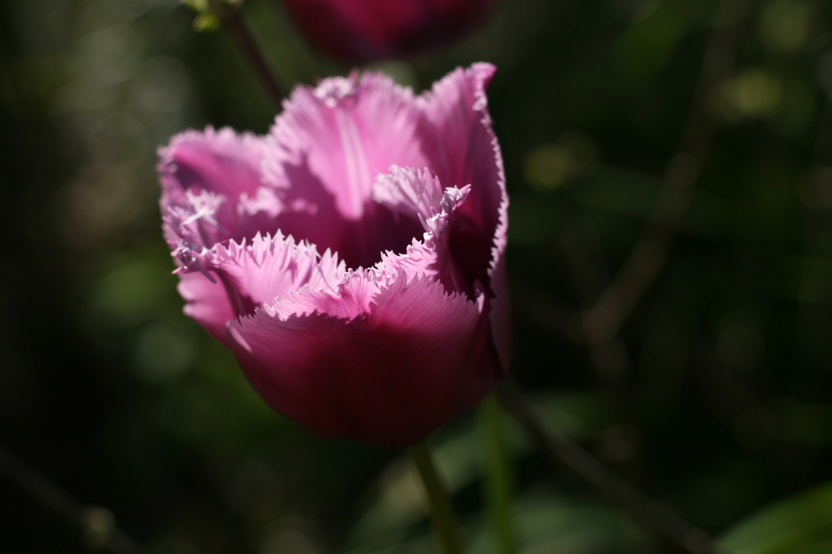 Tulpe - Tulip