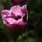 Tulpe - Tulip