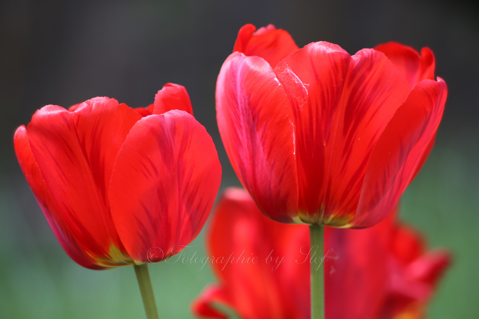 Tulpe Tulip