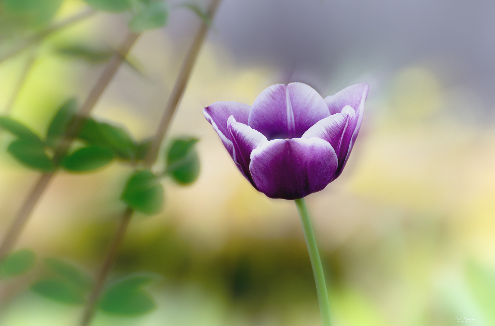 Tulpe - Tulip - Tulipe