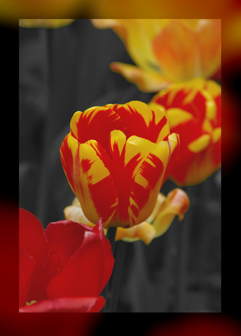 Tulpe - Tulip - Tulipe - Tulipa