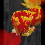 Tulpe - Tulip - Tulipe - Tulipa