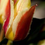 Tulpe ( Tulipa )