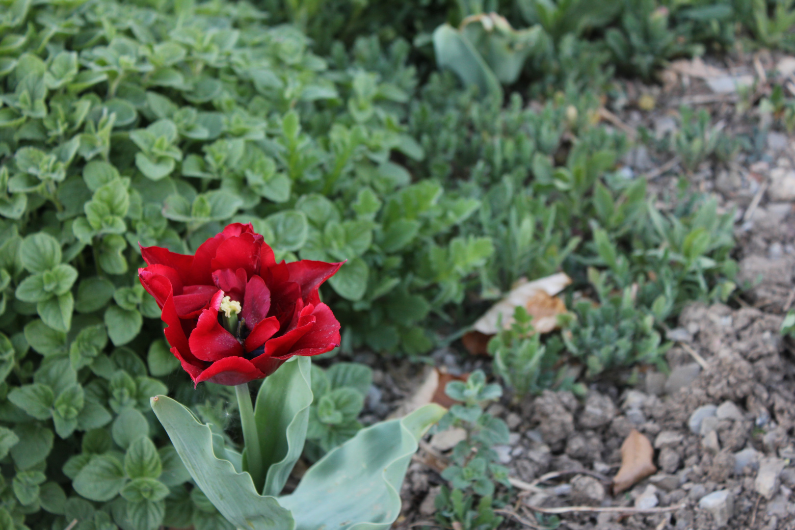 Tulpe (Tulipa)