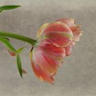  Tulpe (Tulipa)