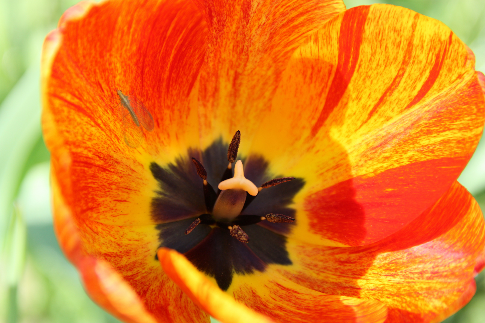 Tulpe ( Tulipa gesneriana )